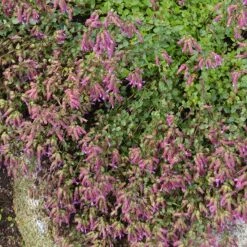 Bristol Cross Oregano -High Country Gardens bristol cross oregano