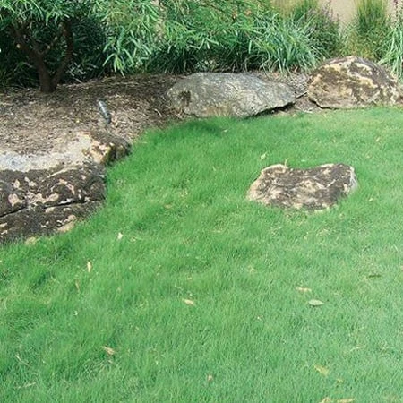 UC Verde® Buffalo Grass Plugs 4 UC Verde® Buffalo Grass Plugs - Image 3