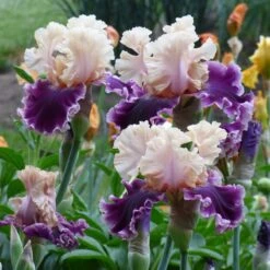 Desert Sky Bearded Iris Collection -High Country Gardens but darling sq