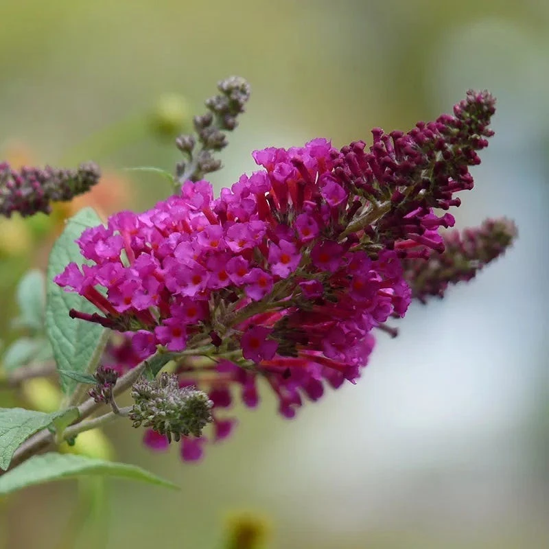 Buzz® Hot Raspberry Butterfly Bush (Buddleia) 4 Buzz® Hot Raspberry Butterfly Bush (Buddleia) - Image 2