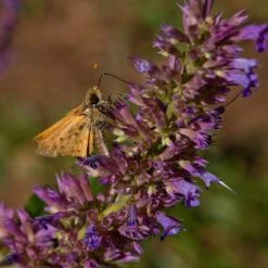 Blue Blazes Agastache 11 Blue Blazes Agastache -High Country Gardens butterfly on blue blazes hyssop