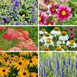 Butterfly Paradise Pre-Planned Cottage Garden 18 Butterfly Paradise Pre-Planned Cottage Garden -High Country Gardens butterfly collage