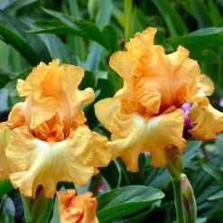 Desert Sky Bearded Iris Collection -High Country Gardens butterlicious sq