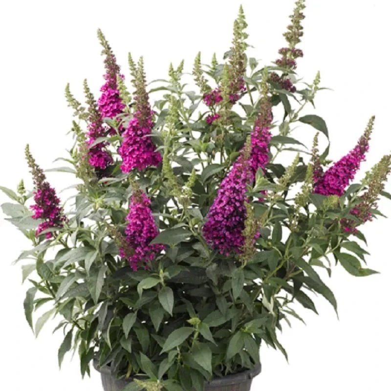Buzz® Hot Raspberry Butterfly Bush (Buddleia) 5 Buzz® Hot Raspberry Butterfly Bush (Buddleia) - Image 3