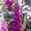 Buzz® Hot Raspberry Butterfly Bush (Buddleia) 2 Buzz® Hot Raspberry Butterfly Bush (Buddleia) -High Country Gardens buzz hot raspberry butterfly bush buddleia flower 2