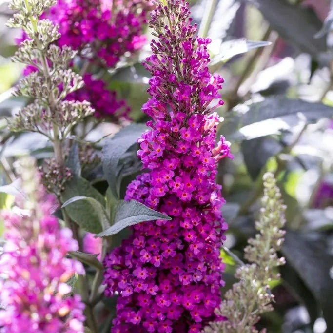 Buzz® Hot Raspberry Butterfly Bush (Buddleia) 3 Buzz® Hot Raspberry Butterfly Bush (Buddleia)