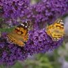 Buzz® Midnight Butterfly Bush (Buddleia) -High Country Gardens buzz midnight butterfly bush buddleia purple