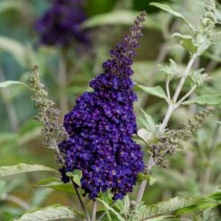 Buzz® Midnight Butterfly Bush (Buddleia) -High Country Gardens buzz midnight butterfly bush credit planthaven 2