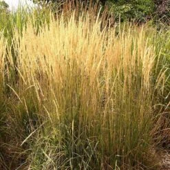 Summer Dreams Pre-Planned Garden -High Country Gardens calamagrostis acutiflora karl foerster grass 3 2