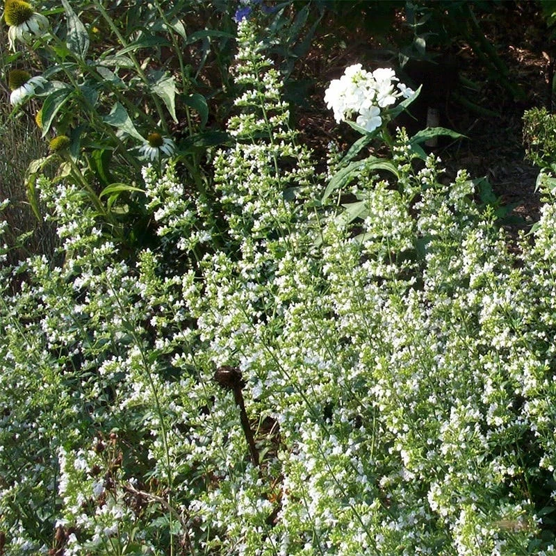 White Cloud Calamintha 3 White Cloud Calamintha