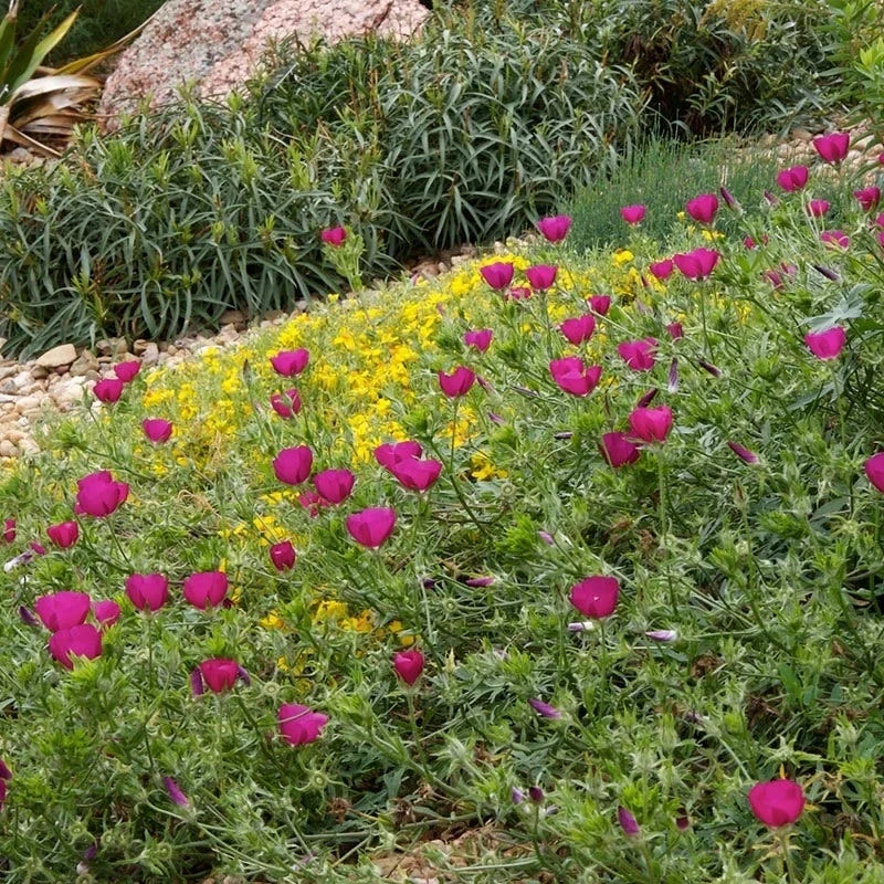 Purple Poppy Mallow (Callirhoe) 4 Purple Poppy Mallow (Callirhoe) - Image 2
