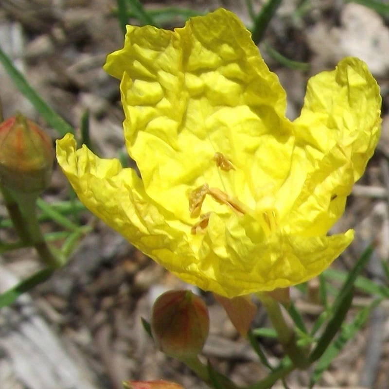 Sundrops (Calylophus) 4 Sundrops (Calylophus) - Image 2
