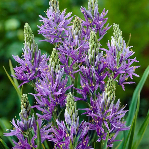 Camas Lily 3 Camas Lily