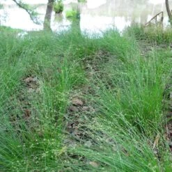 Appalachian Sedge 7 Appalachian Sedge -High Country Gardens carex appalachica hoffman cropped 3 1