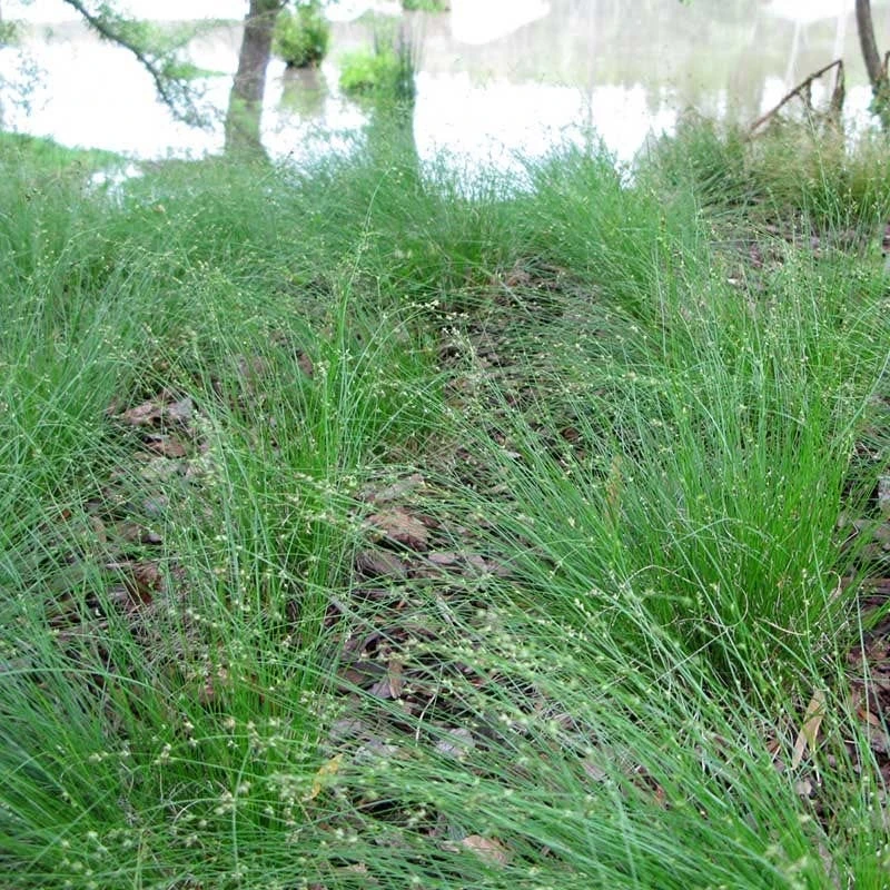 Appalachian Sedge 5 Appalachian Sedge - Image 3