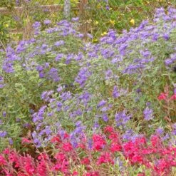 Dark Knight Caryopteris -High Country Gardens caryopteris dark knight bush
