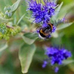 Dark Knight Caryopteris -High Country Gardens caryopteris dark knight pollinator