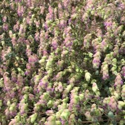Cascading Hopflower Oregano -High Country Gardens cascading hopflower customer photo 5