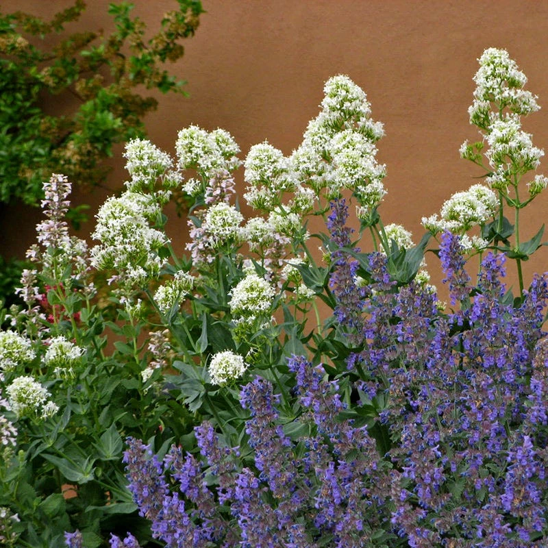 White Valerian (Centranthus) 6 White Valerian (Centranthus) - Image 4