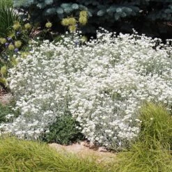 Quick Cover Collection 7 Quick Cover Collection -High Country Gardens cerastium tomentosum sq