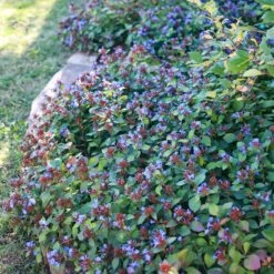 Quick Cover Collection 8 Quick Cover Collection -High Country Gardens ceratostigma plumbaginoides sq 1