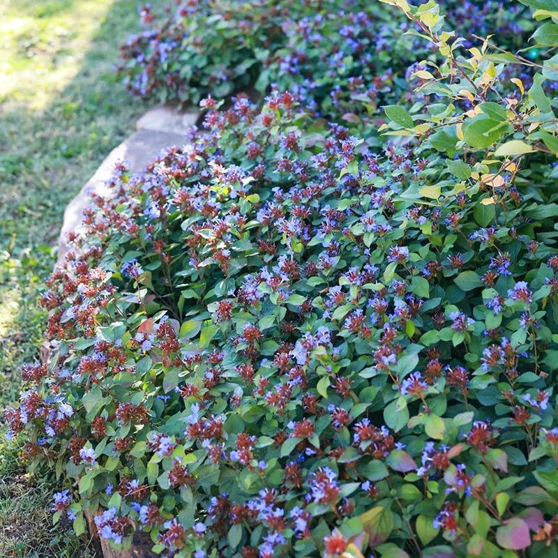 Quick Cover Collection 5 Quick Cover Collection - Image 3