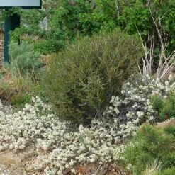 Pawnee Buttes® Sand Cherry (Prunus) -High Country Gardens cercocarpus intricatus 1