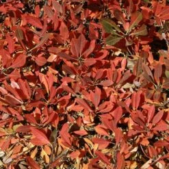 Pawnee Buttes® Sand Cherry (Prunus) -High Country Gardens cercocarpus intricatus 2