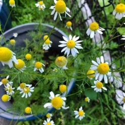 Alternative Lawn Wildflower Seed Mix 12 Alternative Lawn Wildflower Seed Mix -High Country Gardens chamomile potted