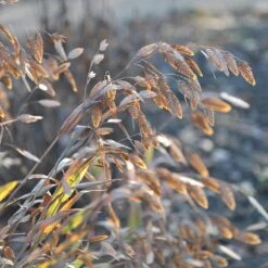 Little Tickler Northern Sea Oats -High Country Gardens chasmanthium latifolium little tickler 2