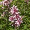PINK ON REPEAT™ Littleleaf Lilac -High Country Gardens cheyenne littleleaf lilac 1