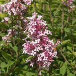 PINK ON REPEAT™ Littleleaf Lilac