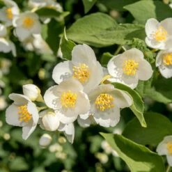 FireSmart Collection - Zone 3 10 FireSmart Collection - Zone 3 -High Country Gardens cheyenne mock orange