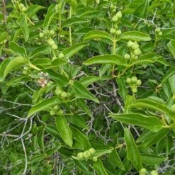 Cheyenne® Mock Orange 10 Cheyenne® Mock Orange -High Country Gardens cheyenne mock orange 4