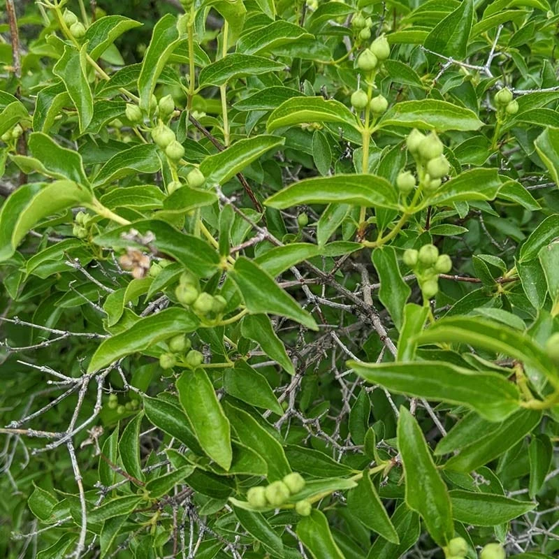 Cheyenne® Mock Orange 6 Cheyenne® Mock Orange - Image 4