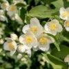 Cheyenne® Mock Orange -High Country Gardens cheyenne mock orange philadelphus lewisii flower blooms 2