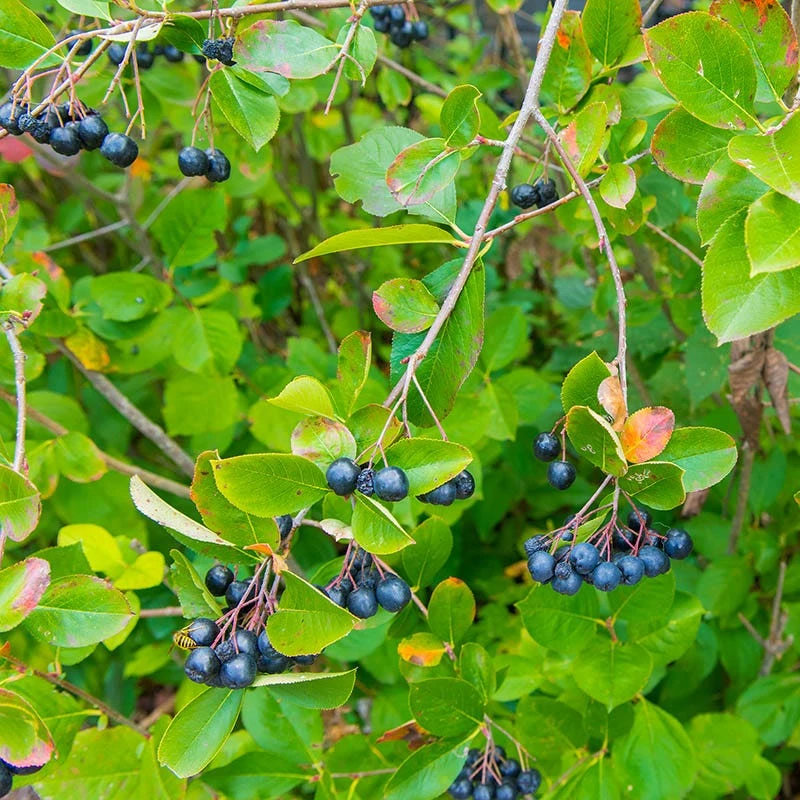 Viking Black Chokeberry (Aronia) 3 Viking Black Chokeberry (Aronia)
