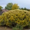 Habitat Shrub Collection For The West -High Country Gardens chrysothamnus nauseosus la plata