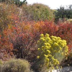 Habitat Shrub Collection For The West -High Country Gardens chrysothamnus nauseosus rhus trilobata wwg
