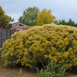 La Plata Silver Leaf Rabbitbrush (Chrysothamnus) -High Country Gardens chrysothamnus nauseosus la plata 2