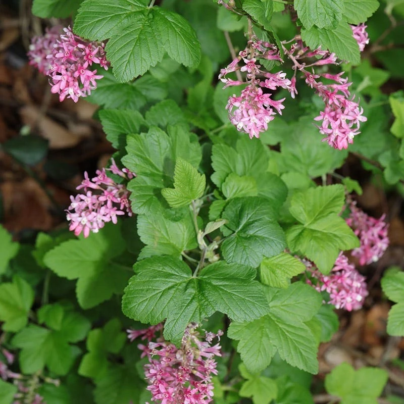 Claremont Flowering Currant (Ribes) 6 Claremont Flowering Currant (Ribes) - Image 4
