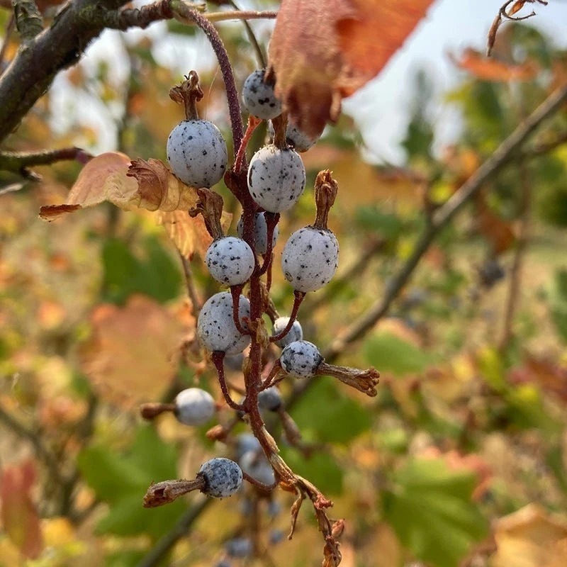 Claremont Flowering Currant (Ribes) 7 Claremont Flowering Currant (Ribes) - Image 5