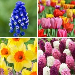 Classic Container Bulb Collection 9 Classic Container Bulb Collection -High Country Gardens classic container bulb collection collage