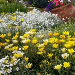 Colorado Gold® Gazania 6 Colorado Gold® Gazania -High Country Gardens colorado gold gazania gold treassure companion