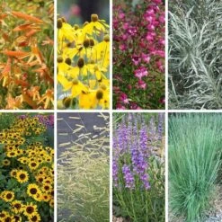 Colorado Perennial Collection -High Country Gardens colorado collection collage8 26 25