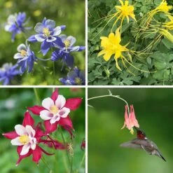 Columbine Collection 10 Columbine Collection -High Country Gardens columbine collection collage8 26 25