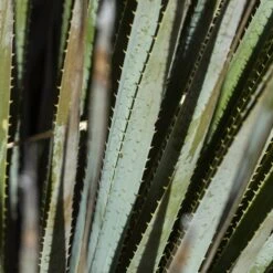 Common Sotol (Dasylirion) -High Country Gardens common sotol 3