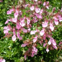 Compact Creeping Germander (Teucrium) -High Country Gardens compact creeping germander