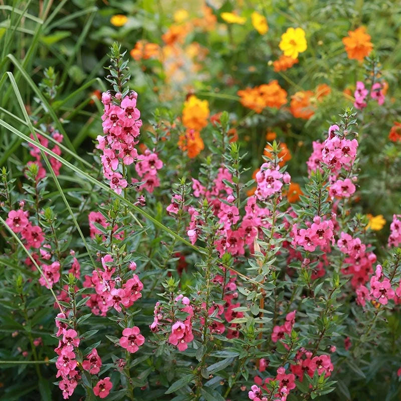 Coral Canyon® Twinspur (Diascia) 4 Coral Canyon® Twinspur (Diascia) - Image 2