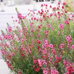 Coral Canyon® Twinspur (Diascia) 8 Coral Canyon® Twinspur (Diascia) -High Country Gardens coral canyon twinspur denver botanic2